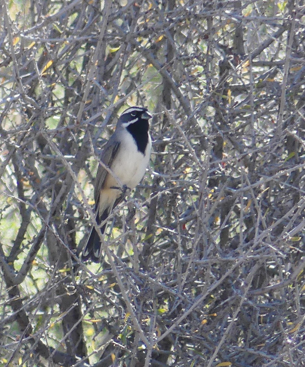 Black-throated Sparrow - ML644705139