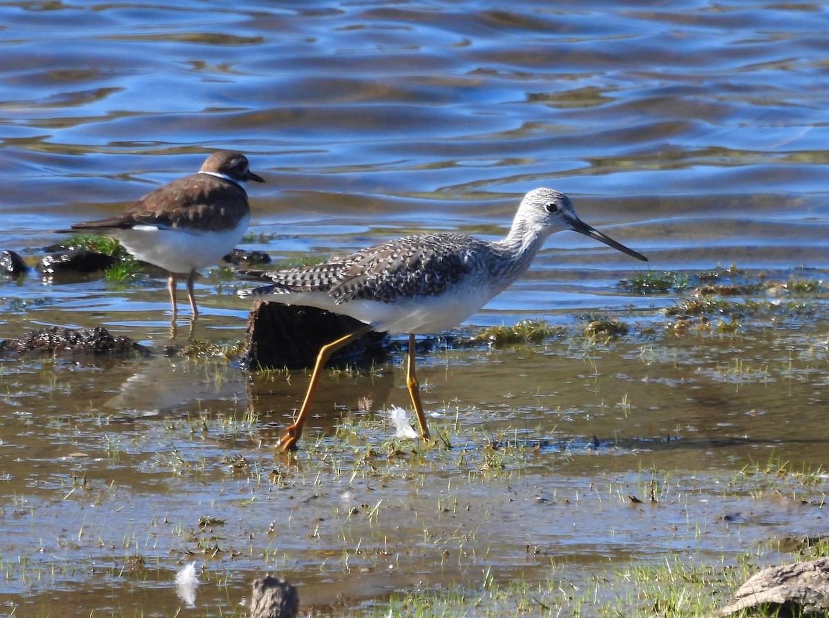 Greater Yellowlegs - ML644705141