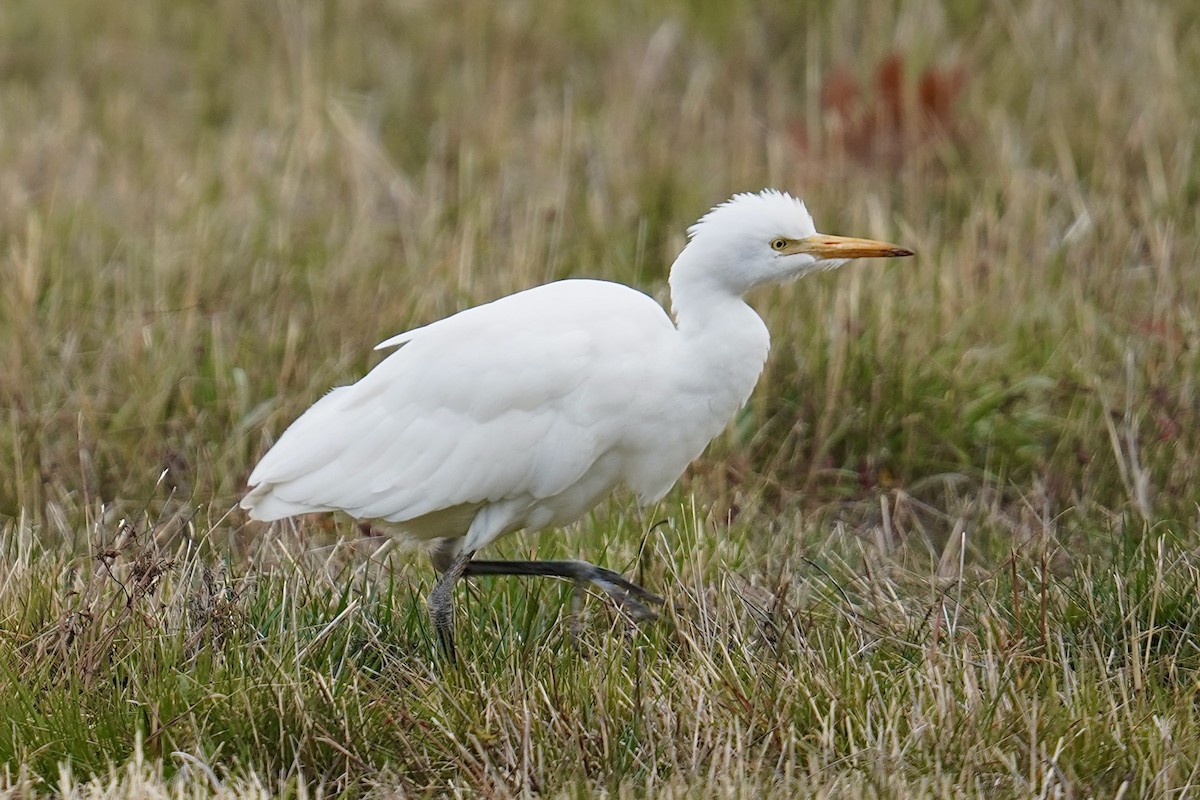 Western Cattle-Egret - ML644705144