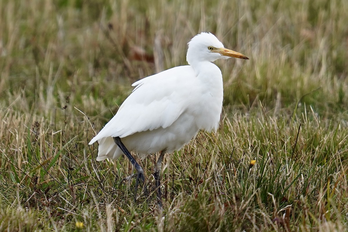 Western Cattle-Egret - ML644705145