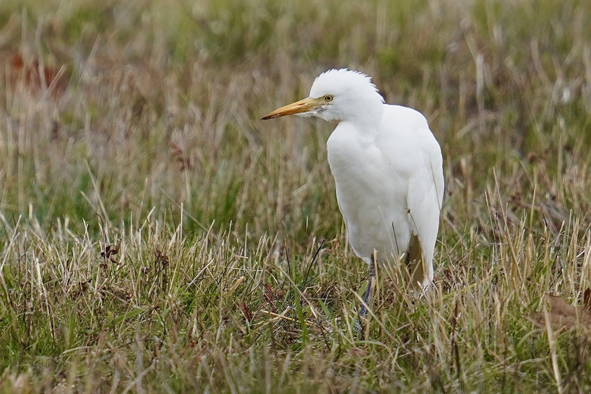 Western Cattle-Egret - ML644705146