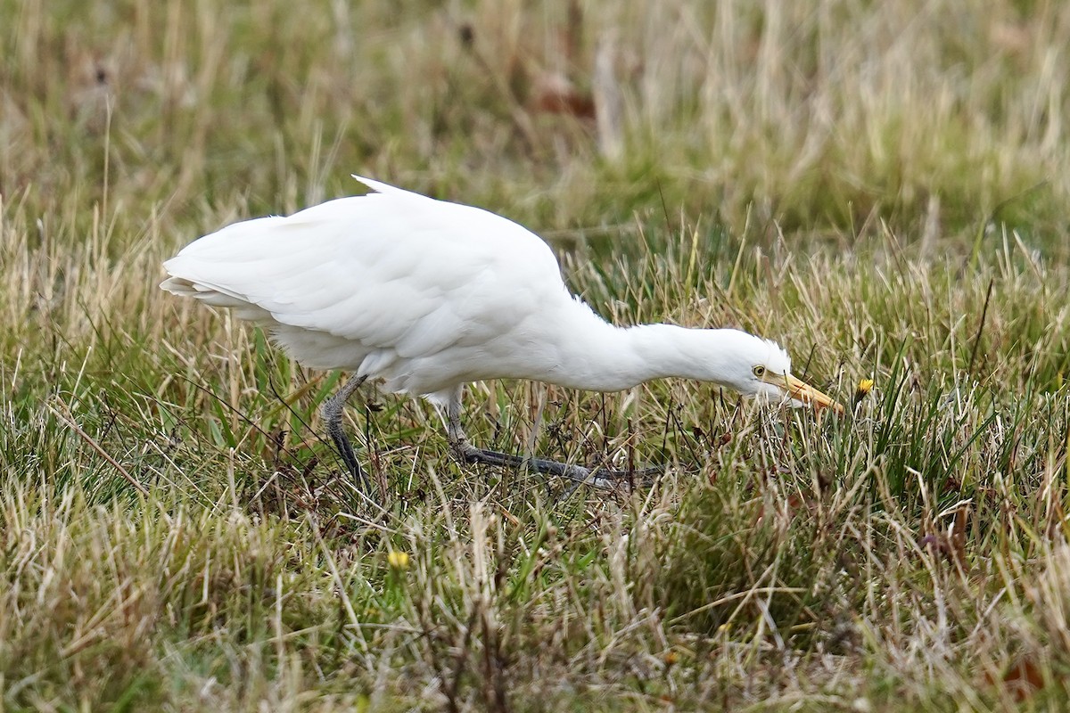 Western Cattle-Egret - ML644705148