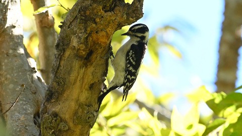 Downy Woodpecker - ML644705169