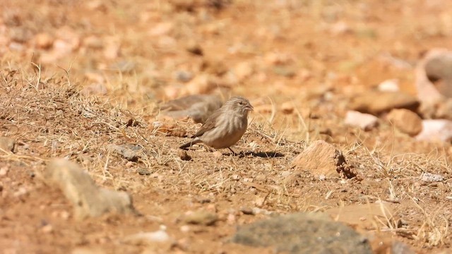 アラビアカナリア - ML644705171