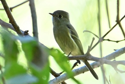 Hammond's Flycatcher - ML644705181