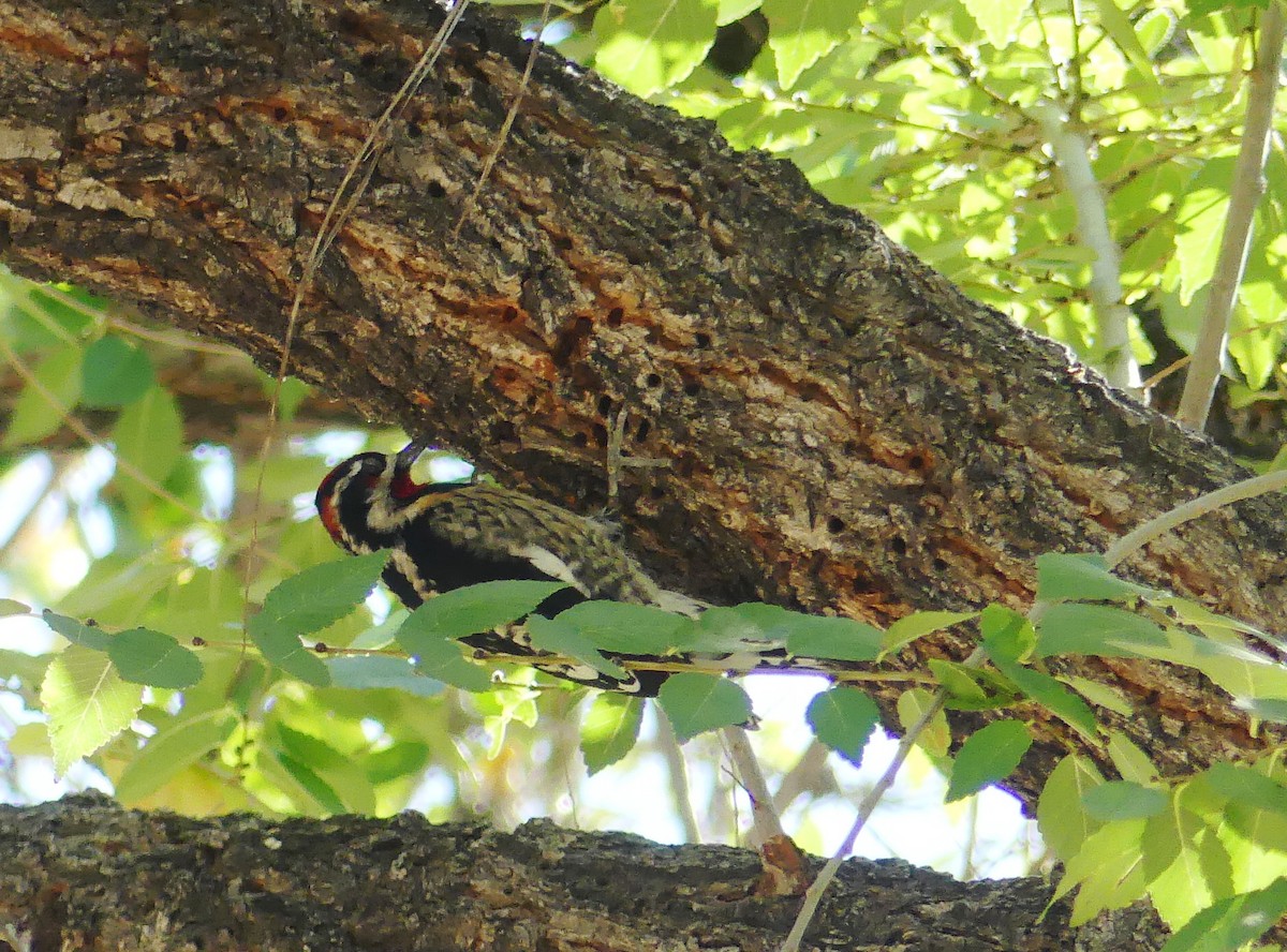 Rotnacken-Saftlecker - ML644705184