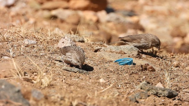 アラビアカナリア - ML644705186