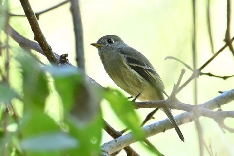 Hammond's Flycatcher - ML644705187