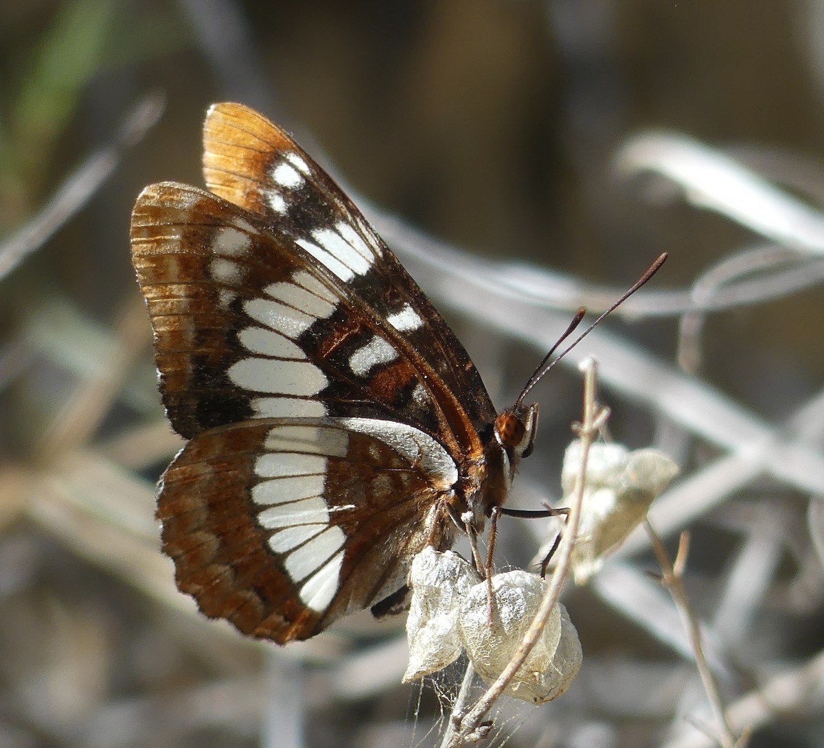 Lorquin's Admiral - ML644705195
