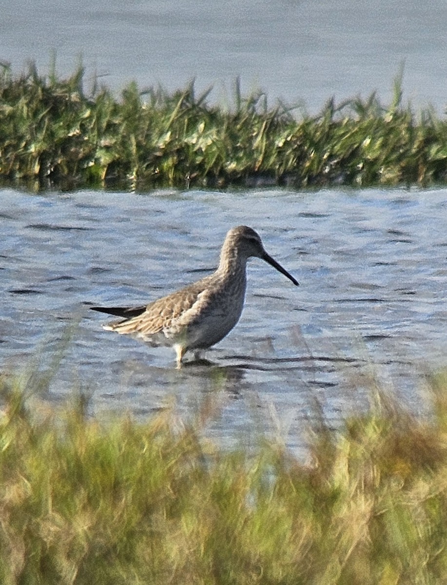 Bindenstrandläufer - ML644705209