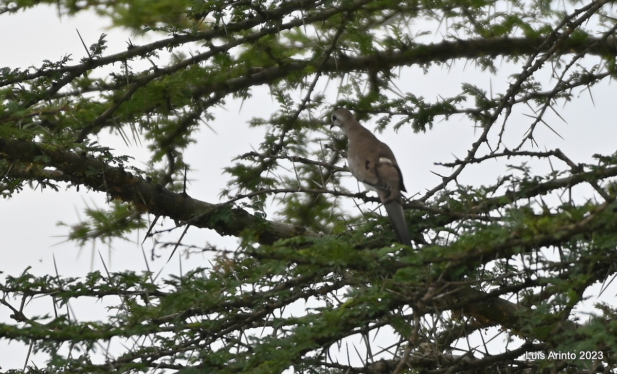 Namaqua Dove - ML644705212