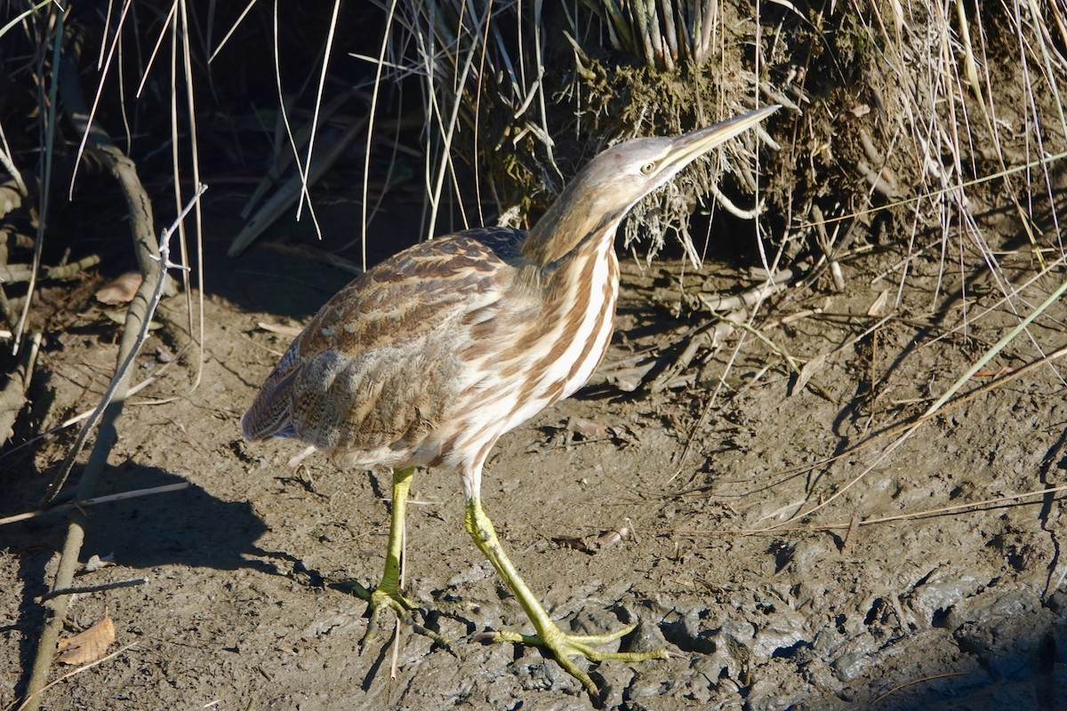 Amerika Balabanı - ML644705220