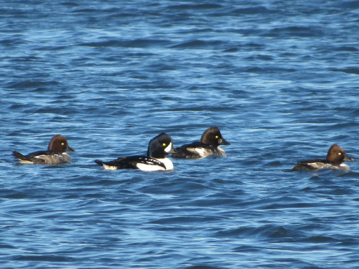 Barrow's Goldeneye - ML644705223