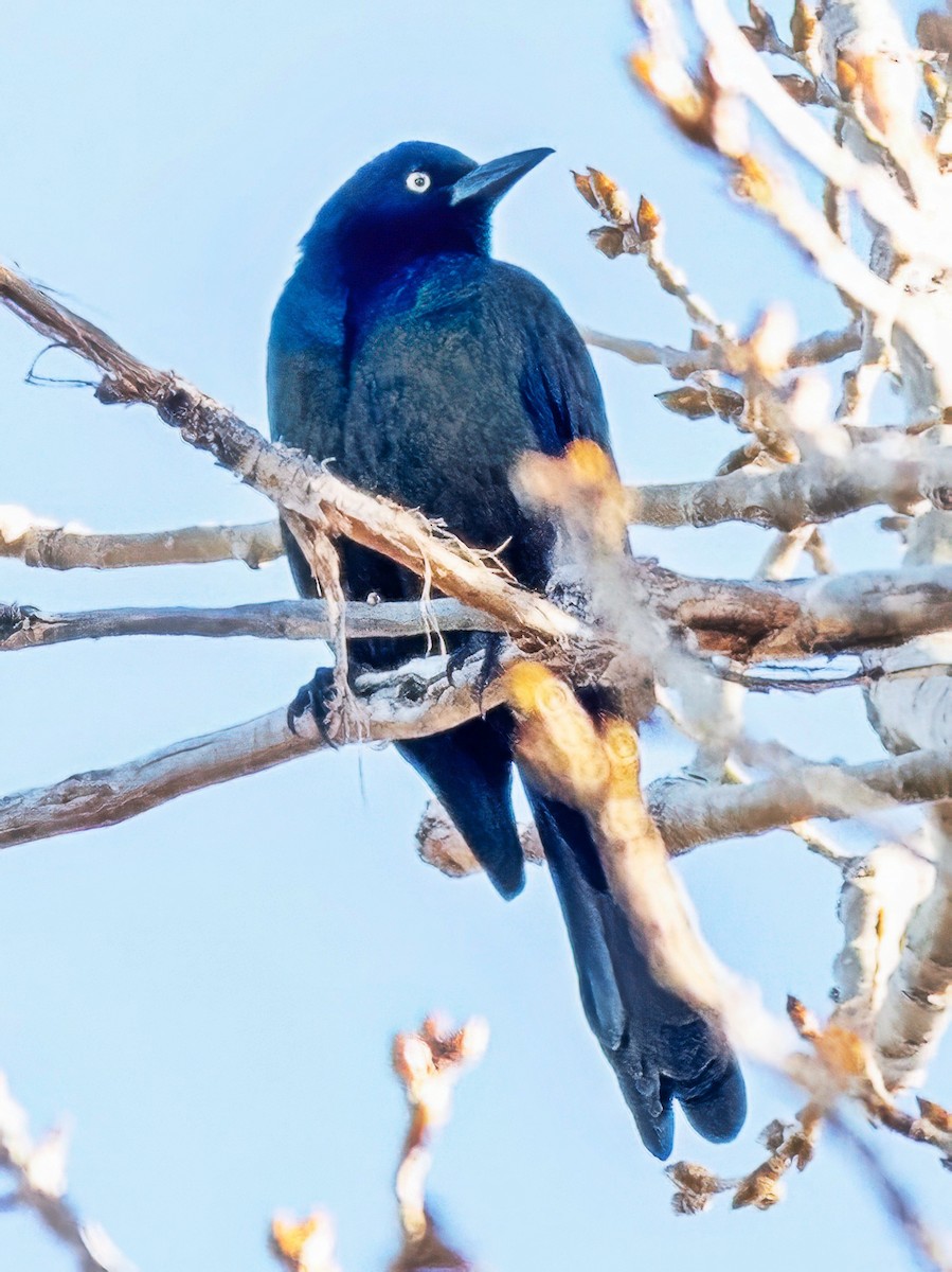 Пурпурный гракл - ML644705224