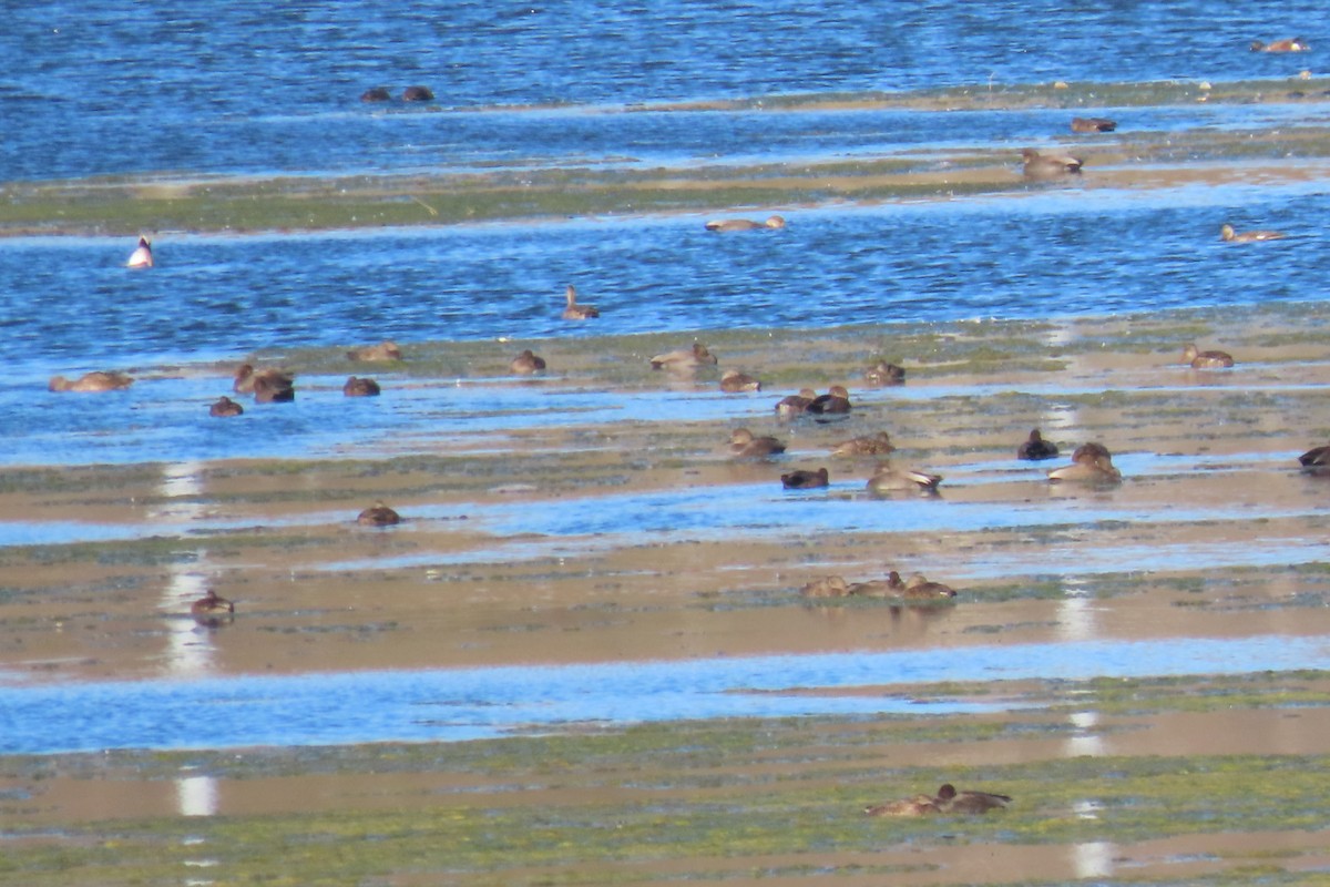 オカヨシガモ - ML644705229