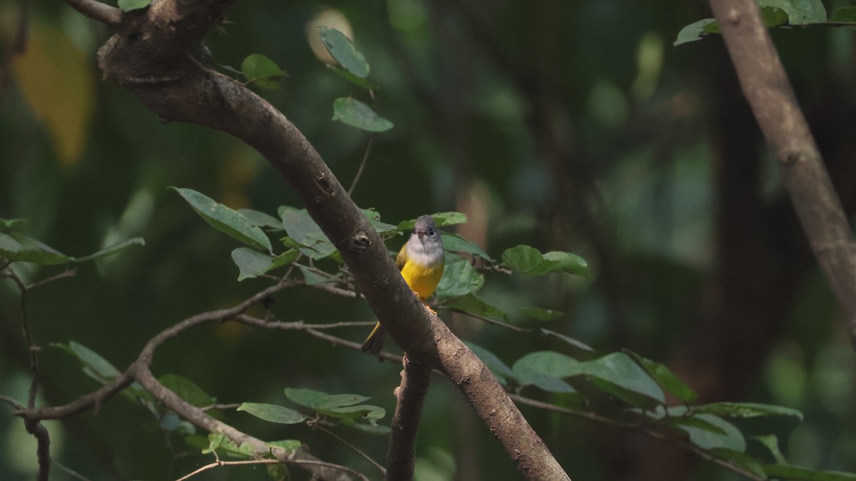 方尾鶲 - ML644705235