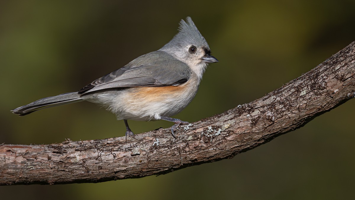 Tufted Titmouse - ML644705236