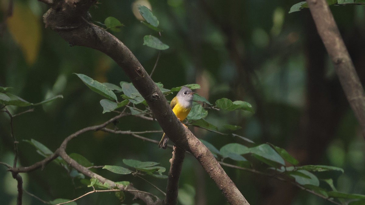 方尾鶲 - ML644705237