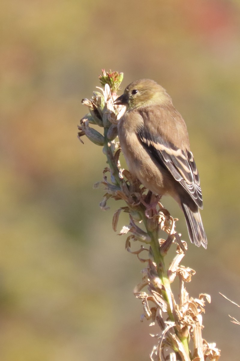 オウゴンヒワ - ML644705266