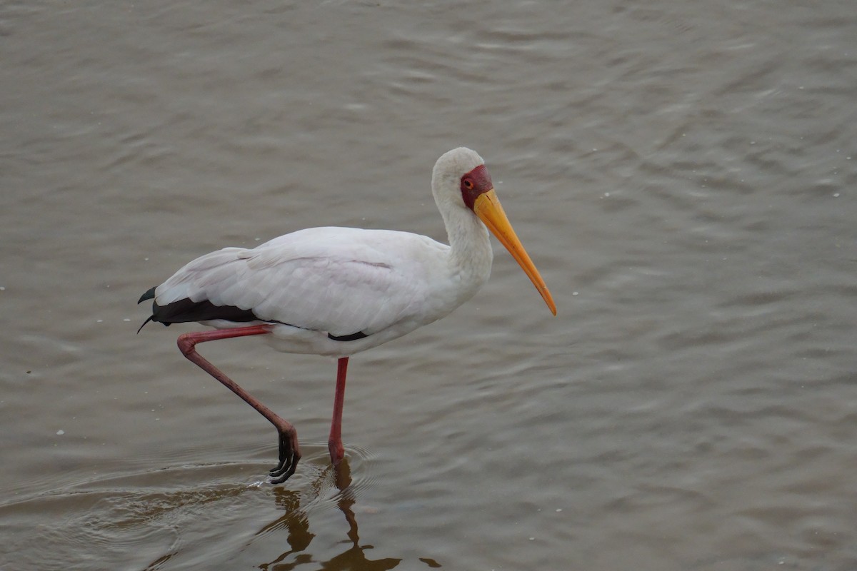 nesyt africký - ML644705270