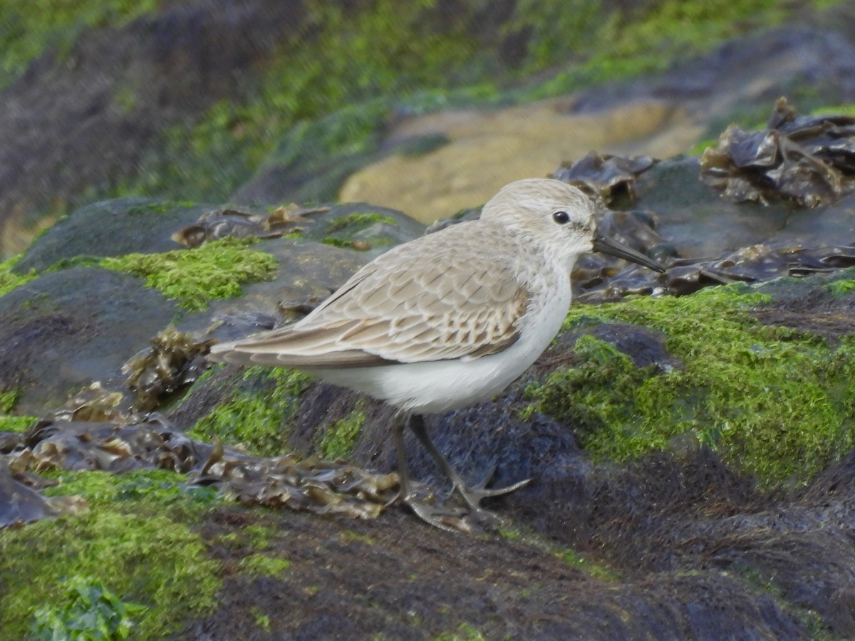 Alaska Kumkuşu - ML644705272