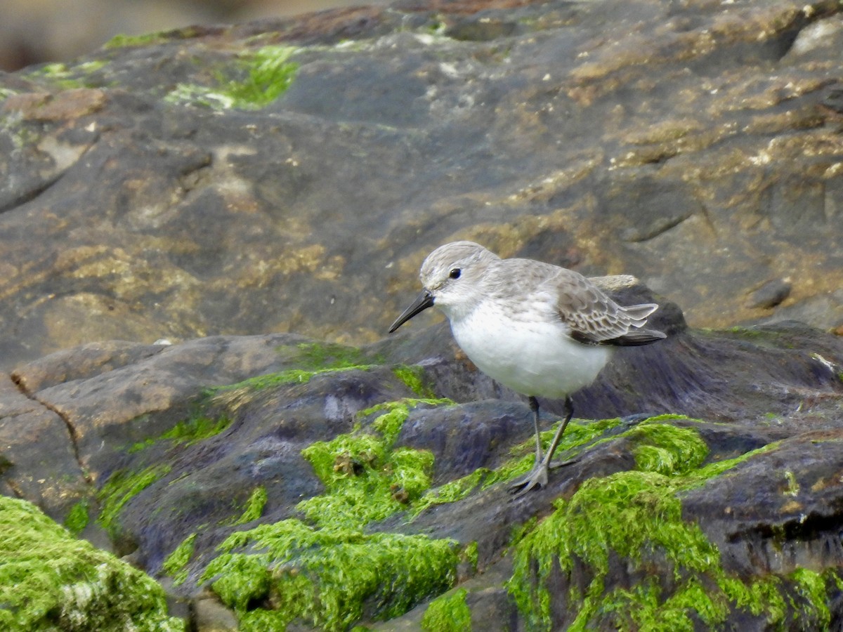 Alaska Kumkuşu - ML644705273