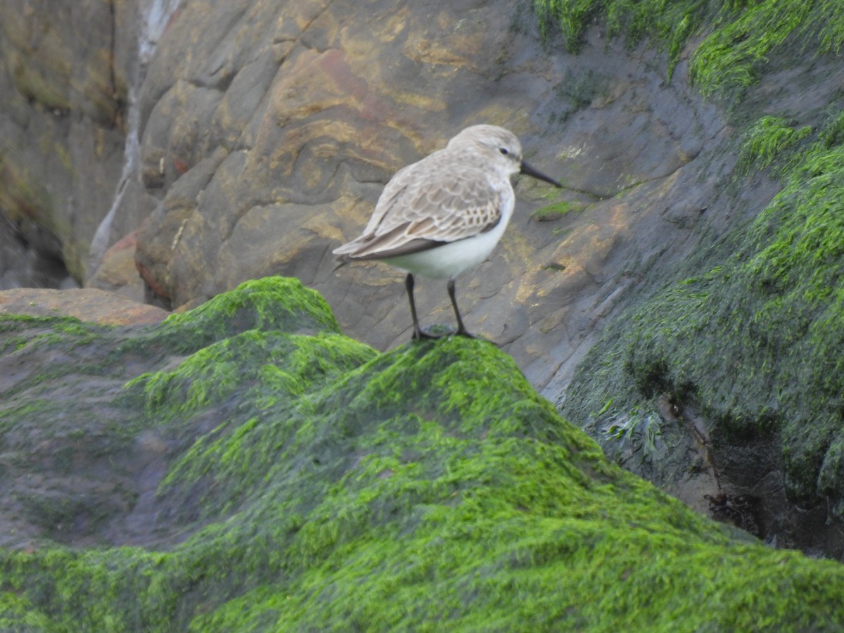 Alaska Kumkuşu - ML644705275