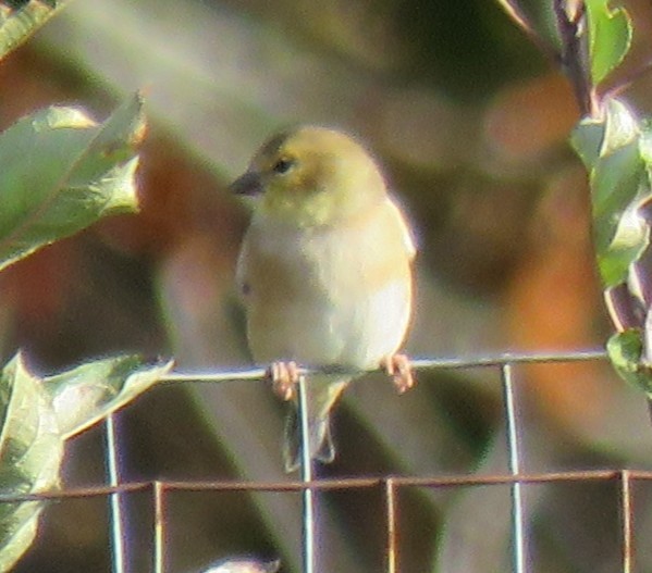 オウゴンヒワ - ML644705287