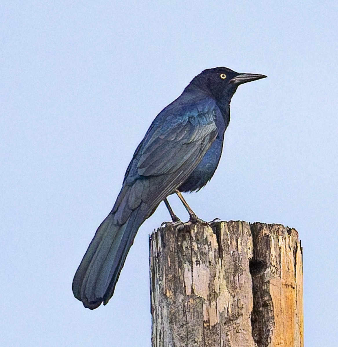 Great-tailed Grackle - ML644705290