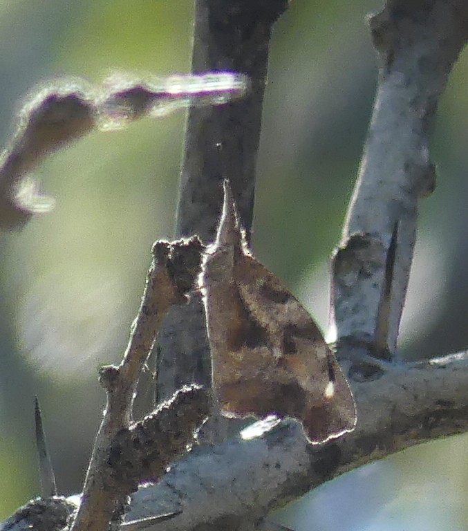 American Snout - ML644705292