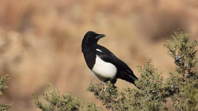 アラビアカササギ - ML644705293