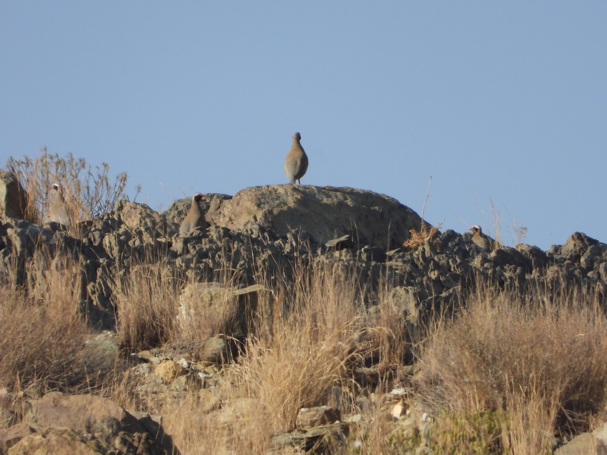 Philby's Partridge - ML644705294