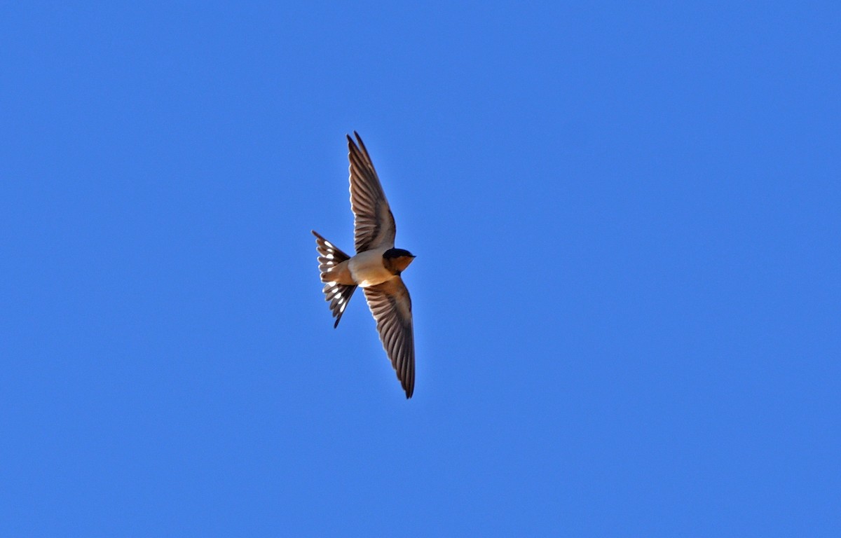 ツバメ - ML644705299