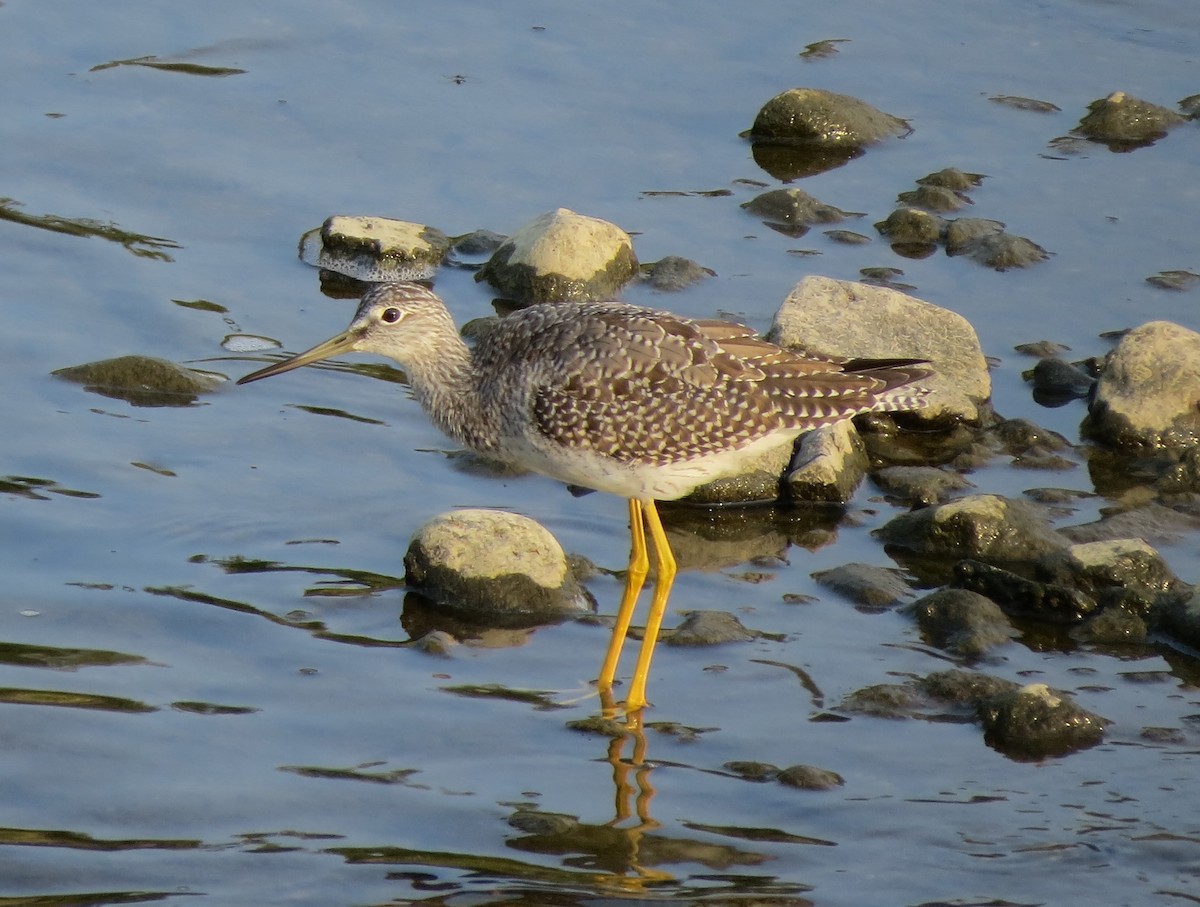 Greater Yellowlegs - ML644705312