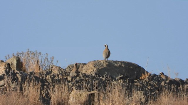 ノドグロイワシャコ - ML644705323