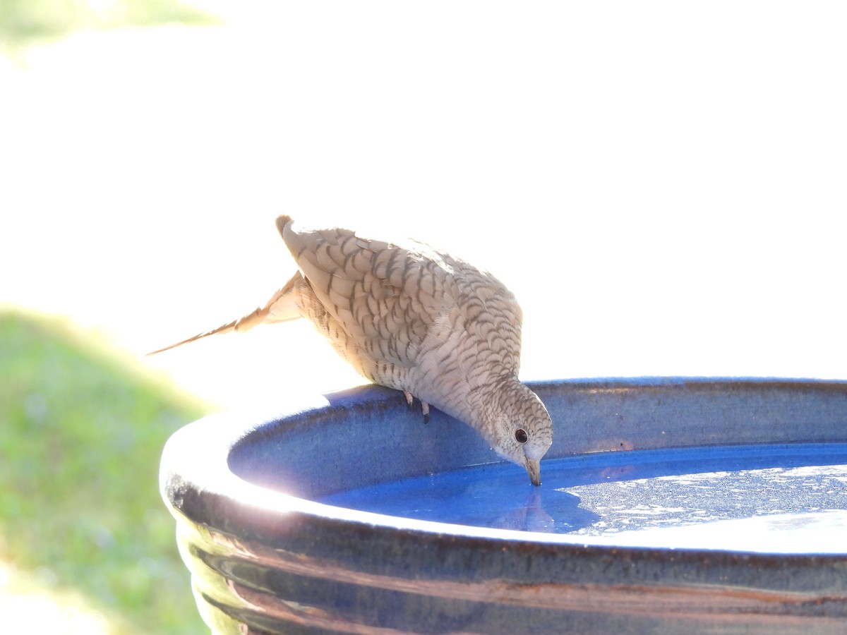 インカバト - ML644705329