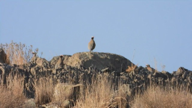 ノドグロイワシャコ - ML644705331