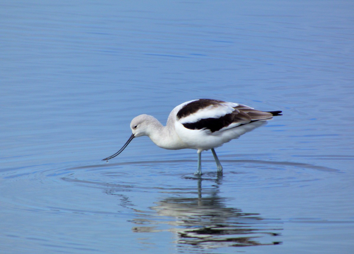 American Avocet - ML644705345