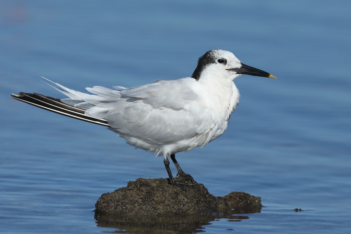 Sterne caugek - ML644705360