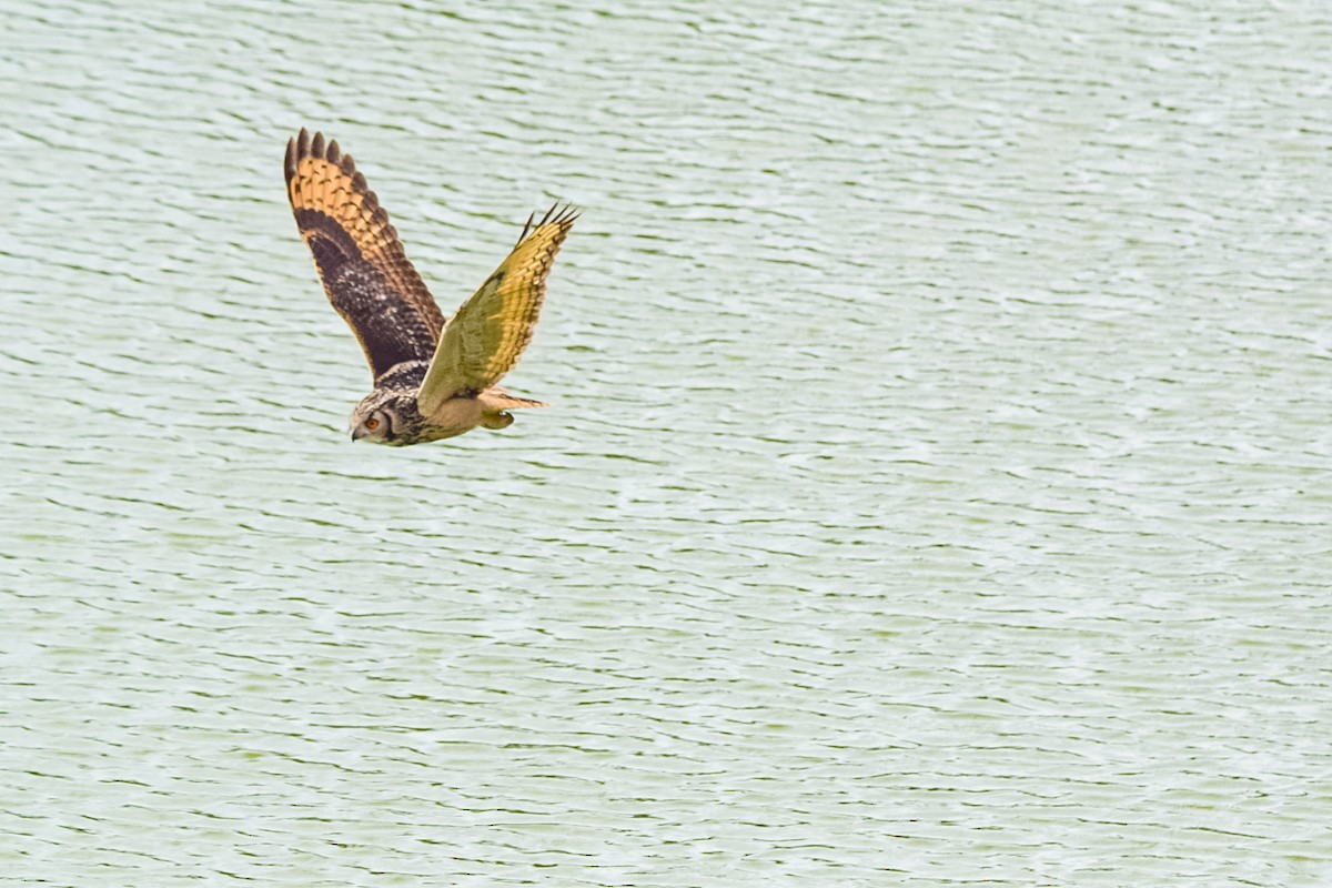 Rock Eagle-Owl - ML644705367