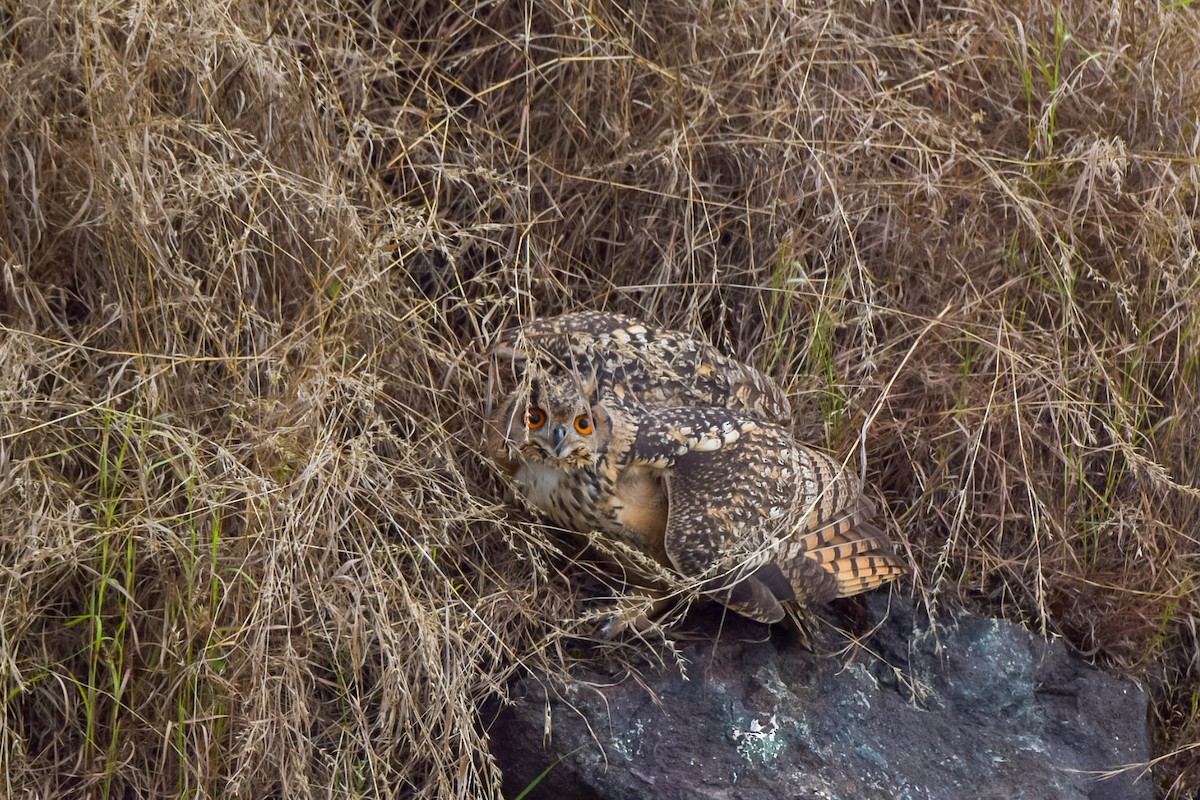 Rock Eagle-Owl - ML644705369