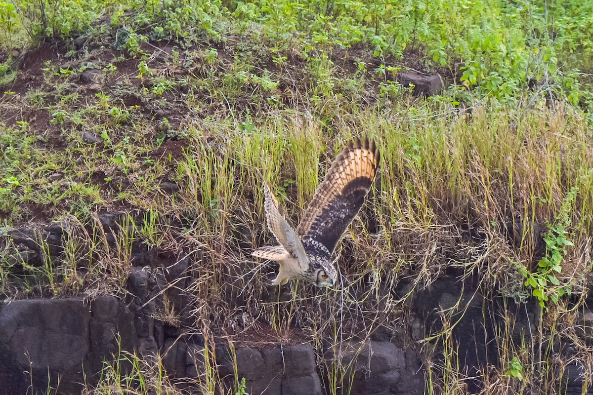 Rock Eagle-Owl - ML644705370