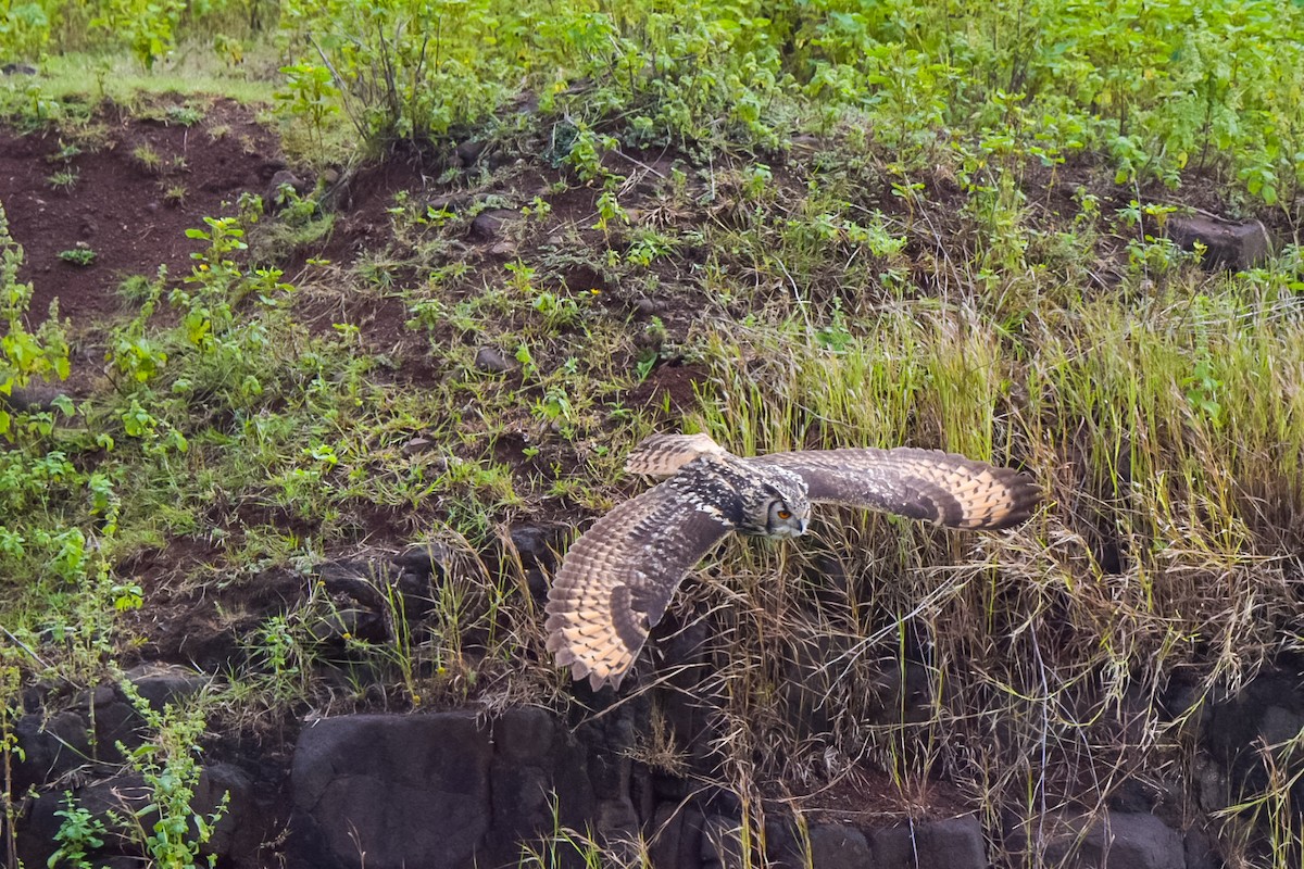 Rock Eagle-Owl - ML644705371