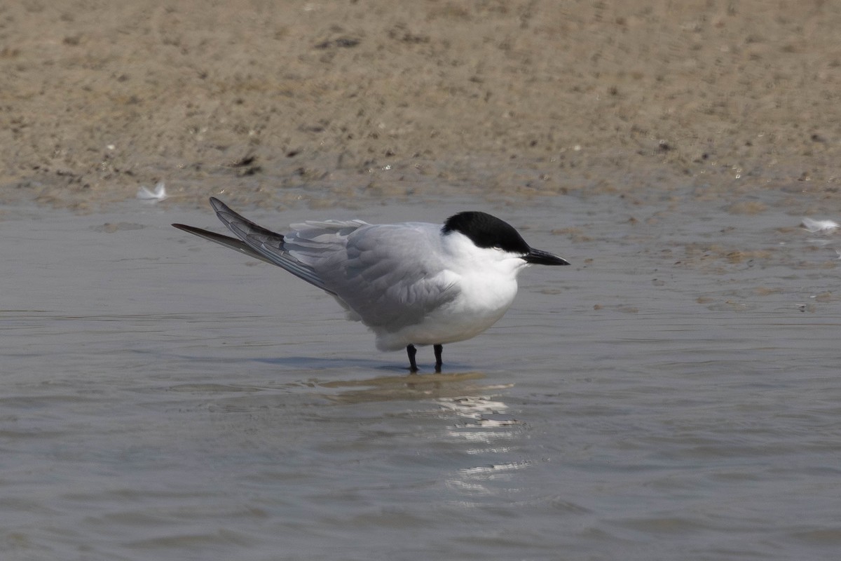 Gull-billed Tern - ML644705386