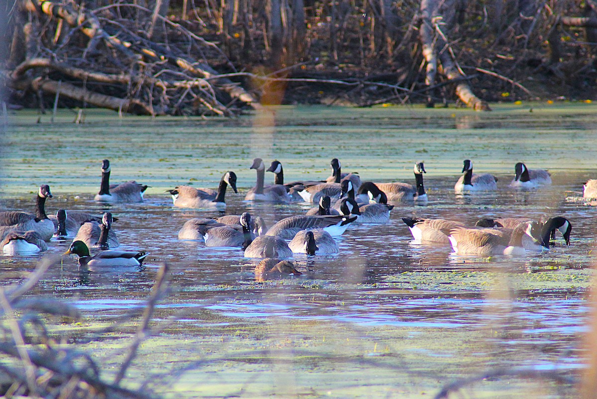 berneška velká - ML644705387