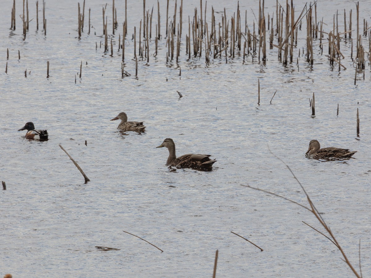 Mexican Duck - ML644705391