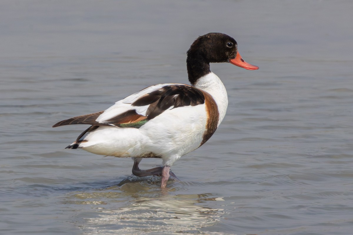 Common Shelduck - ML644705399