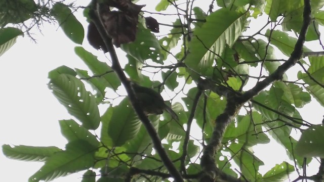 アカフサゴシキドリ - ML644705410