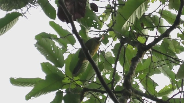 アカフサゴシキドリ - ML644705412