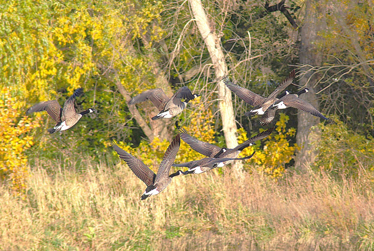 berneška velká - ML644705413